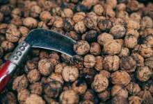 云南大山里的宝贝，是云南白药的主要成份，很多人都不知道-看看云南