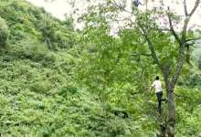 小娟唱的就是他们吗？“赶核桃”的山谷居民-看看云南