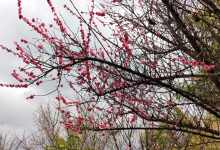 今日云南 | 大理樱花-看看云南