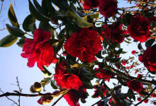 今日云南|楚雄紫溪山茶花盛放-看看云南