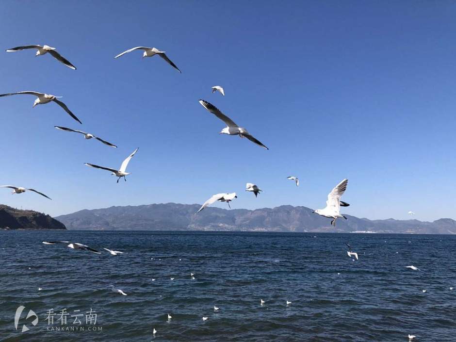 今日云南 | 抚仙湖