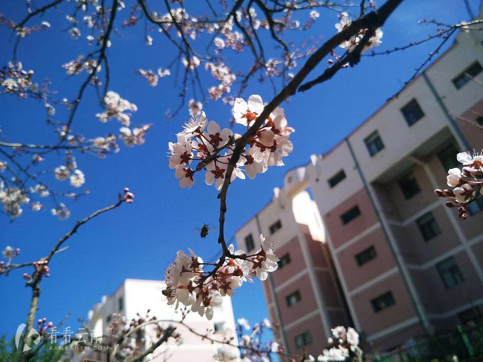 今日云南|昆明花景