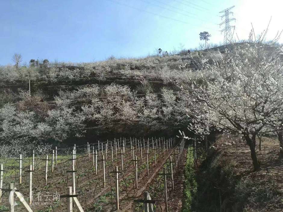 今日云南|昭通樱桃园