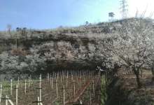 今日云南|昭通樱桃园-看看云南