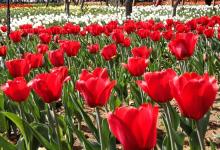 今日云南|嵩明花园-看看云南