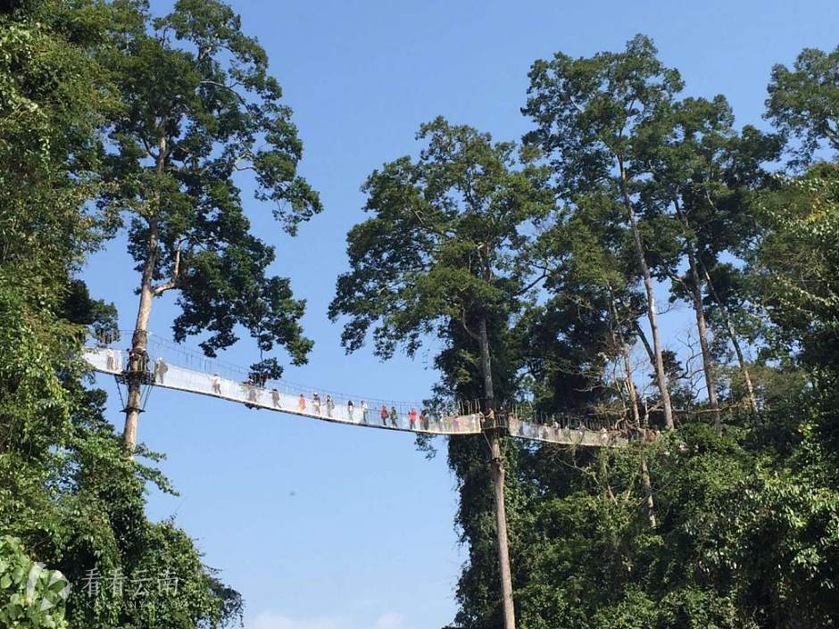 今日云南 | 西双版纳磨憨口岸