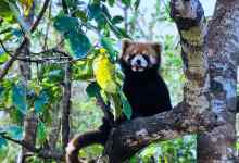 今日云南 | 普洱国家森林公园-看看云南