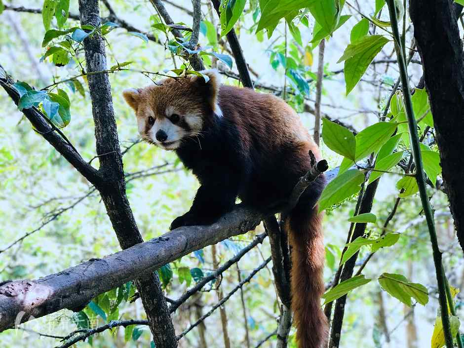 今日云南 | 普洱国家森林公园