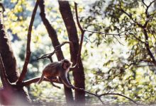 今日云南 | 宾川鸡足山-看看云南