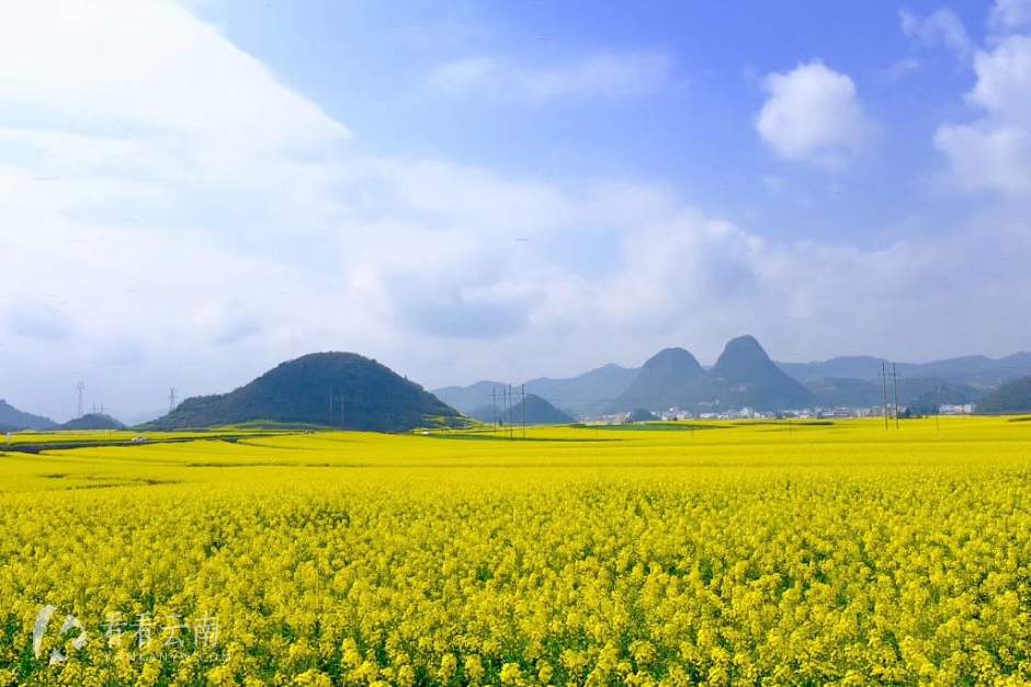 今日云南 | 罗平油菜花海