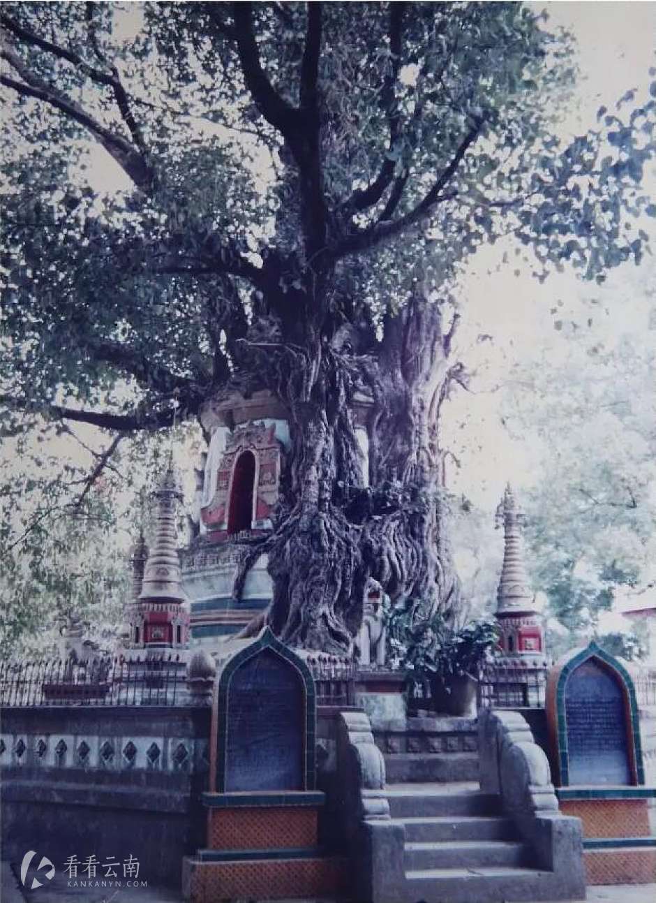 图三,杨帮庆翻拍