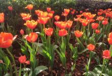 今日云南|昆明翠湖-看看云南