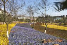 今日云南 | 石林杏林大观园-看看云南