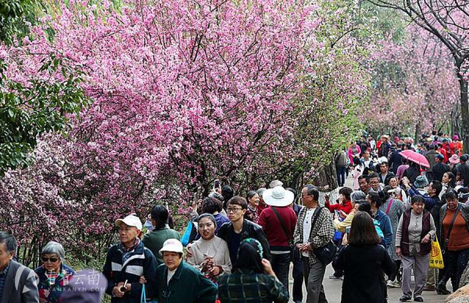 4万人涌入圆通动物园赏花看“非遗”