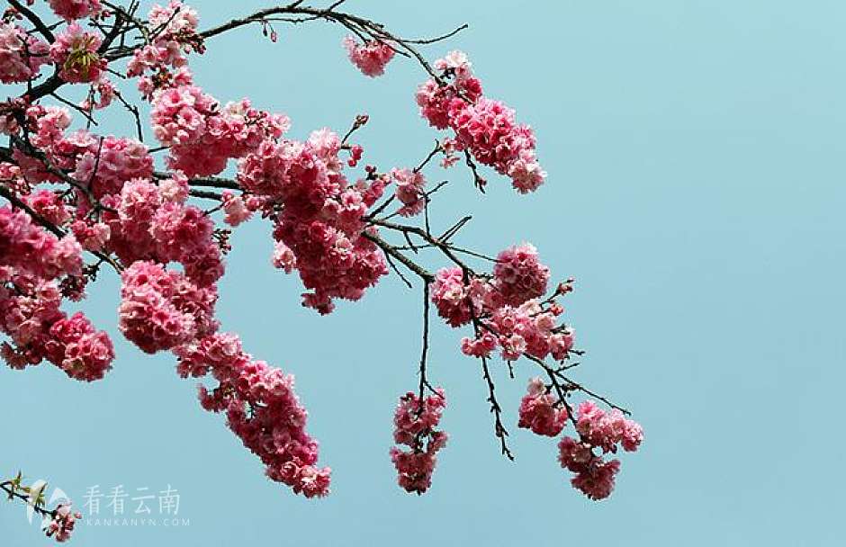 4万人涌入圆通动物园赏花看“非遗”