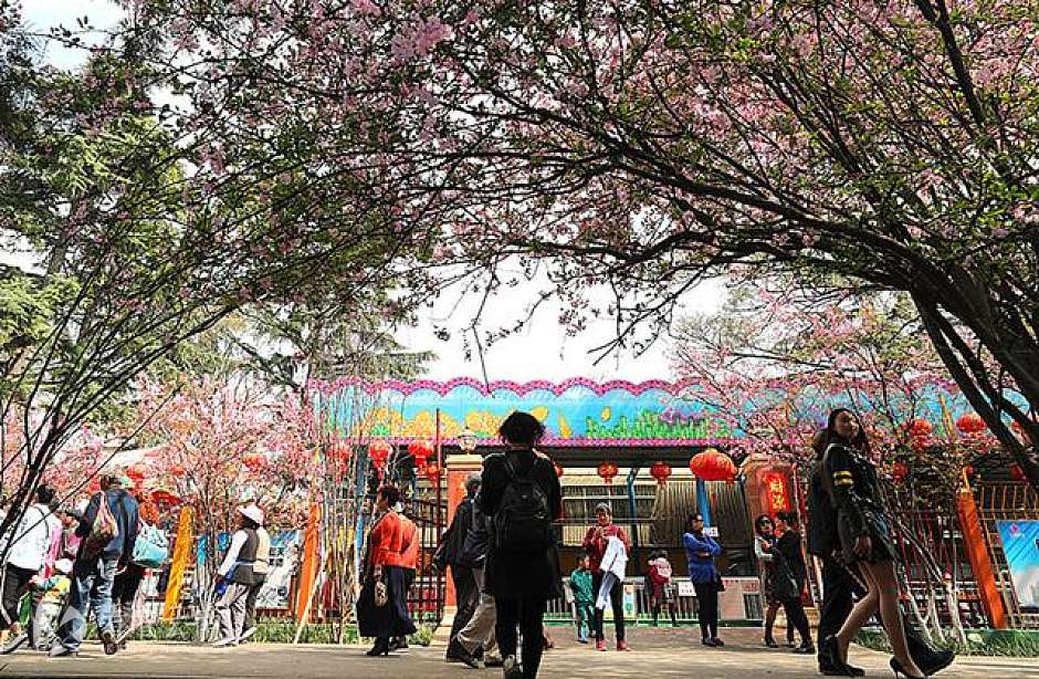 4万人涌入圆通动物园赏花看“非遗”