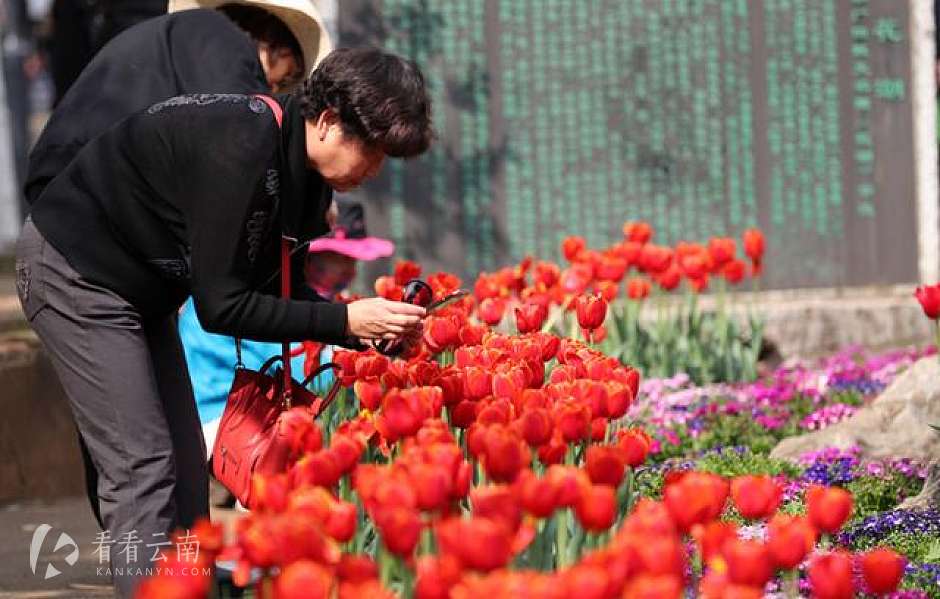 4万人涌入圆通动物园赏花看“非遗”