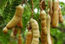 很多人都不认识这东西，是猫哆哩的原材料，超好吃只有云南有-看看云南