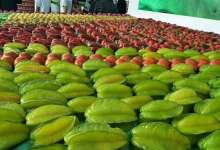 元谋蔬果大丰收，但都烂在地里卖不出去，太心疼啦-看看云南