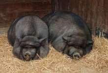 散养在云南大山里的猪，浑身黑漆漆丑丑的，吃起来老香了！-看看云南