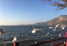 今日云南|滇池清晨-看看云南