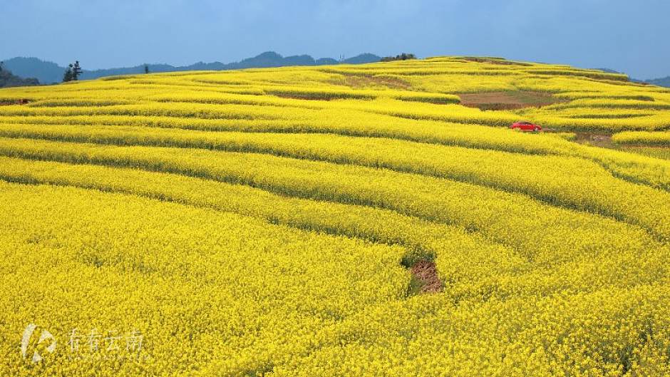 今日云南|罗平油菜花