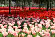 今日云南|嵩明郁金香花海-看看云南