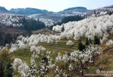 今日云南|个旧梨花谷-看看云南