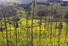 今日云南|罗平油菜花-看看云南