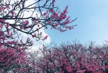 今日云南|开满樱花的大理学院-看看云南