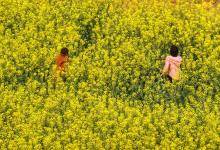 今日云南|罗平油菜花-看看云南