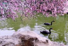 今日云南|圆通山樱花-看看云南