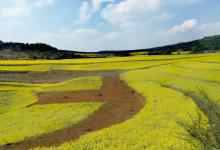 今日云南 | 罗平油菜花海-看看云南
