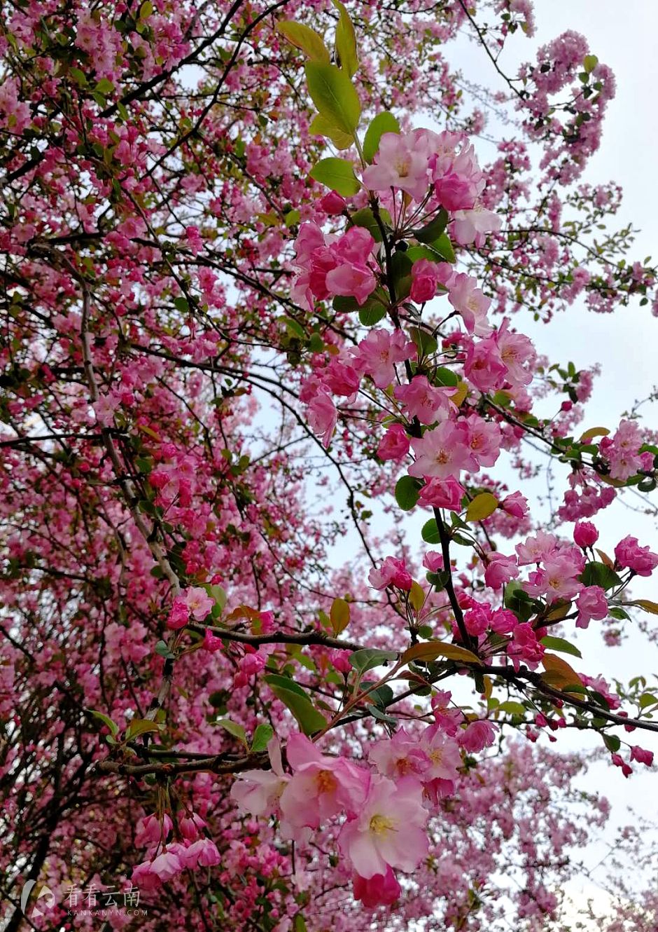 今日云南 | 昆明樱花