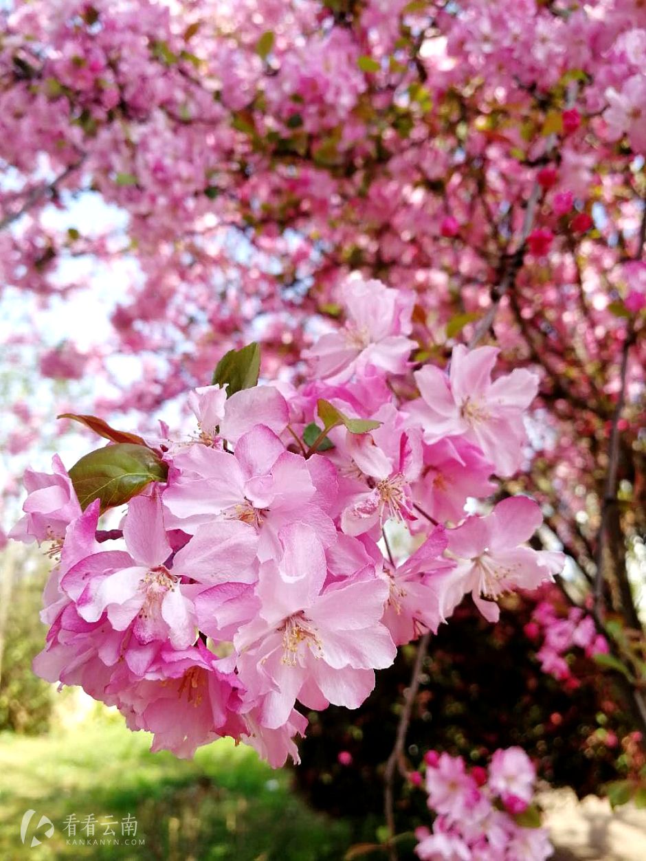今日云南 | 昆明樱花
