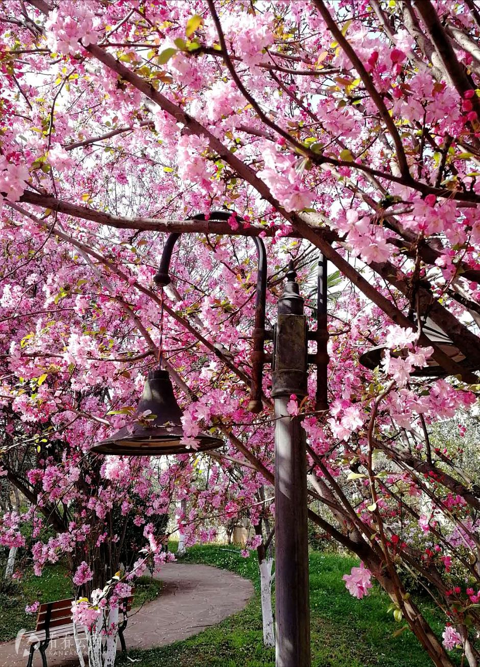 今日云南 | 昆明樱花