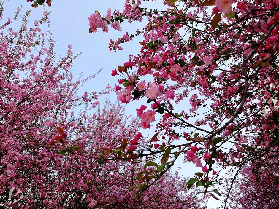 今日云南 | 昆明樱花