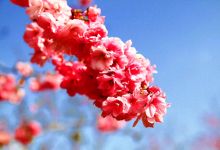 今日云南 | 抚仙湖樱-看看云南