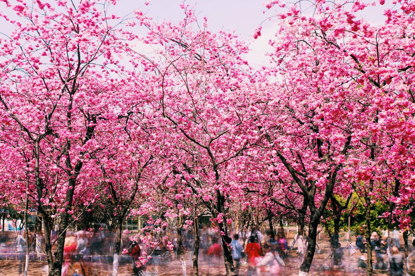 樱花绽放热春城 每个昆明人都有自己的“樱花情节”-看看云南
