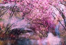 今日云南 | 圆通山-看看云南