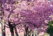 今日云南|昆明樱花-看看云南