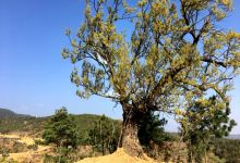 今日云南 | 楚雄麻栗树-看看云南