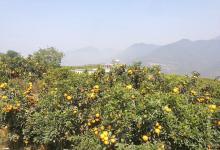 今日云南 | 玉溪褚柑基地-看看云南