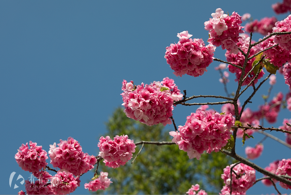 今日云南 | 花