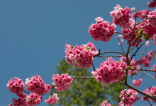 今日云南 | 花-看看云南