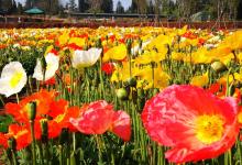 今日云南 | 海口花漫云端-看看云南