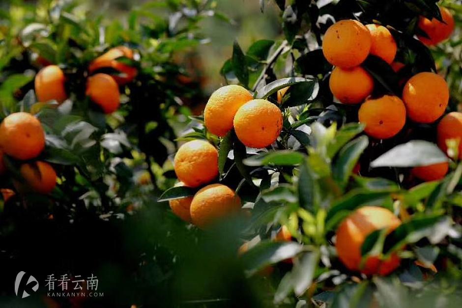 今日云南|玉溪褚橙庄园