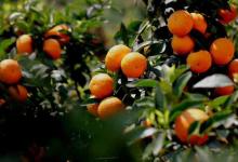 今日云南|玉溪褚橙庄园-看看云南