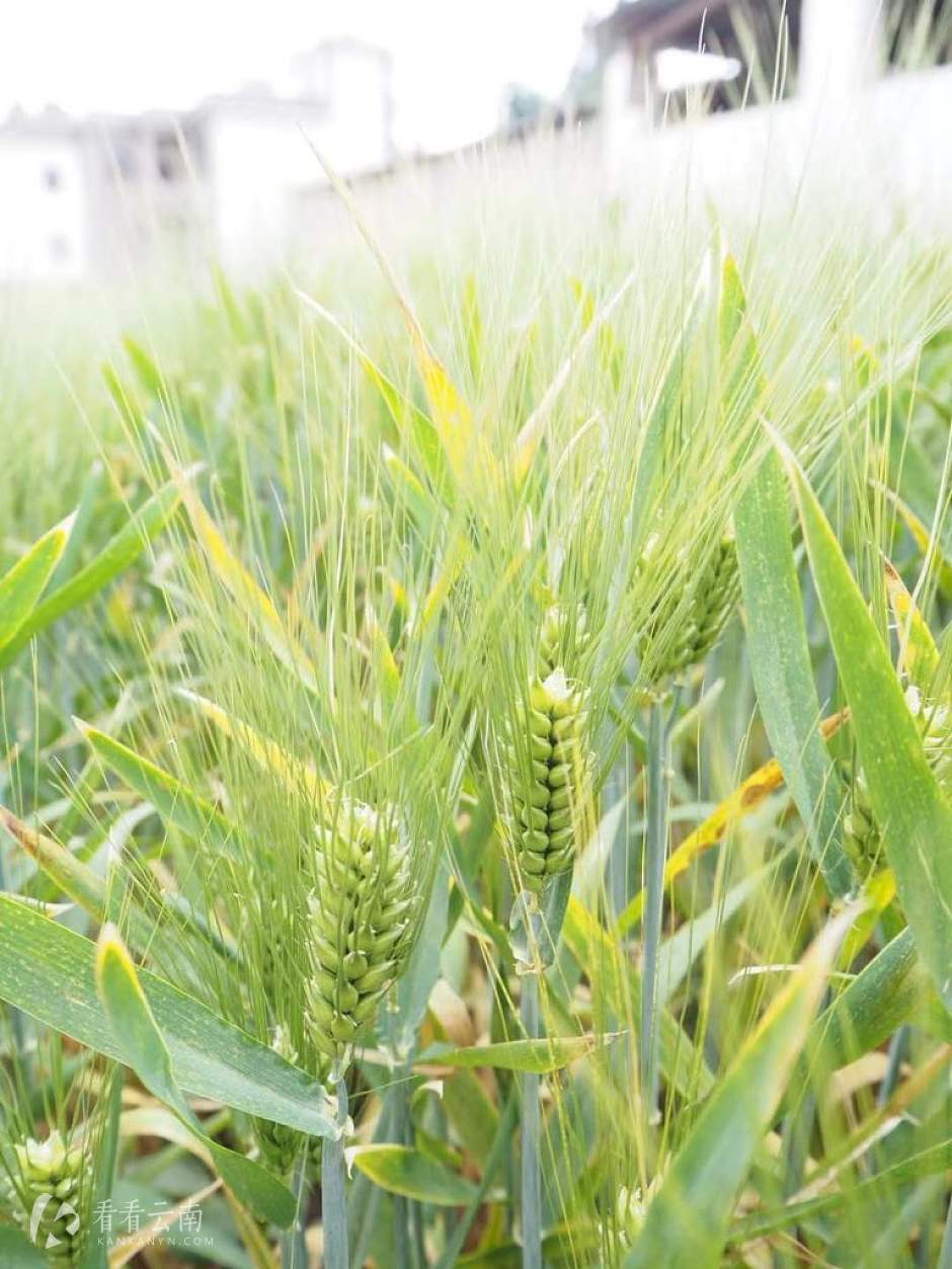 今日云南 | 弥勒春意
