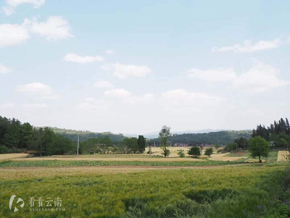 今日云南 | 弥勒春意